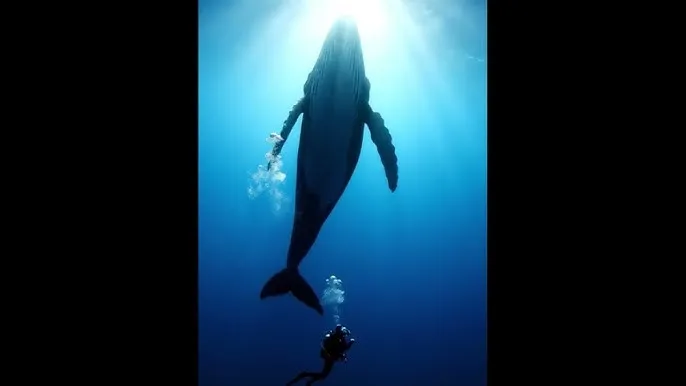 妖出长安电视剧 - 深蓝星球：探索海洋深处的未知世界